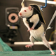 Illustration for article titled This Adorable Rat on a Treadmill Used To Be Paralyzed
